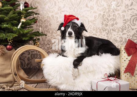 Maschio bordo Collie Foto Stock