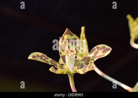 Bella Tiger Orchid (Grammatophyllum speciosum) fiori nel cortile della casa. Grammatophyllum speciosum, chiamato anche orchidea gigante, orchidea tigre Foto Stock