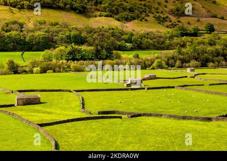 Tipico paesaggio delle valli dello Yorkshire a Swaledale, con fienili, pecore e muri di pietra a secco. Foto Stock