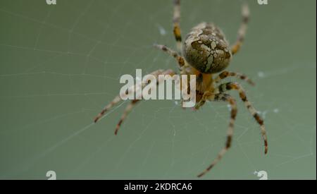 Close up di un ragno Foto Stock
