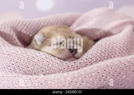 Cucciolo di Pomerania Foto Stock