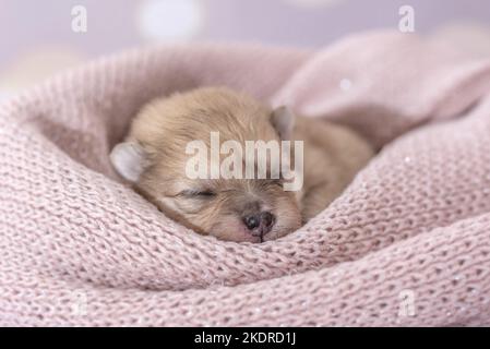 Cucciolo di Pomerania Foto Stock