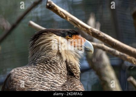Primo piano dell'uccello Caracara meridionale Foto Stock