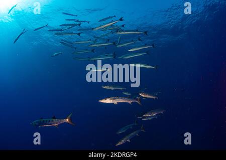 Scuola di barracuda in acqua aperta su safari subacqueo in Egitto Foto Stock