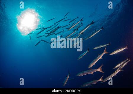 Scuola di barracuda in acqua aperta su safari subacqueo in Egitto Foto Stock