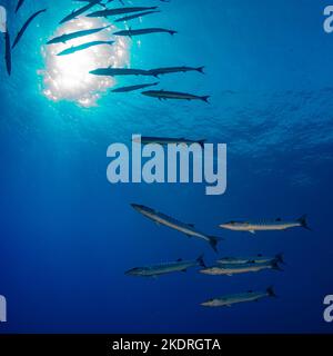 Scuola di barracuda in acqua aperta su safari subacqueo in Egitto Foto Stock