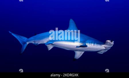 Primo piano di squalo martello smerlato in acqua aperta durante il safari subacqueo in Egitto Foto Stock