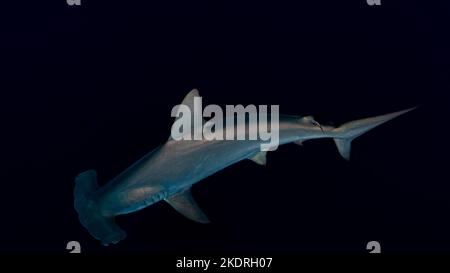 Primo piano di squalo martello smerlato in acqua aperta durante il safari subacqueo in Egitto Foto Stock