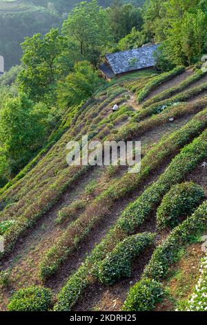 Tea Garden scenario Foto Stock