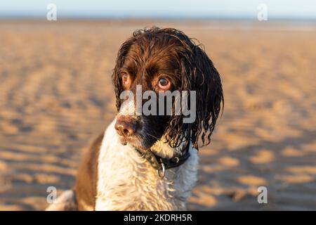 Uno Springer Spaniel bagnato su una spiaggia nel Regno Unito Foto Stock