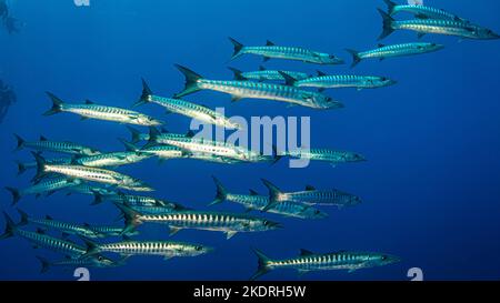 Scuola di barracuda in acqua aperta su safari subacqueo in Egitto Foto Stock