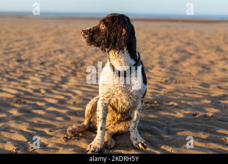 Uno Springer Spaniel bagnato su una spiaggia nel Regno Unito Foto Stock