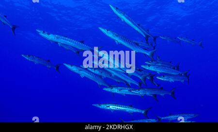 Scuola di barracuda in acqua aperta su safari subacqueo in Egitto Foto Stock