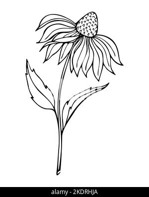 Echinacea fiore mano disegnata doodle contorno nero contorno. Illustrazione vettoriale Illustrazione Vettoriale