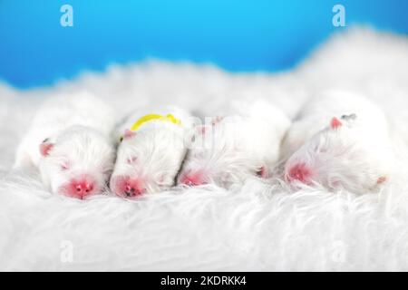 Bambino Samoyed Foto Stock