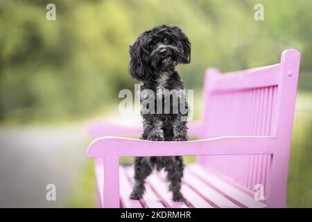 Bolonka Zwetna Foto Stock