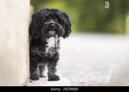 Bolonka Zwetna Foto Stock