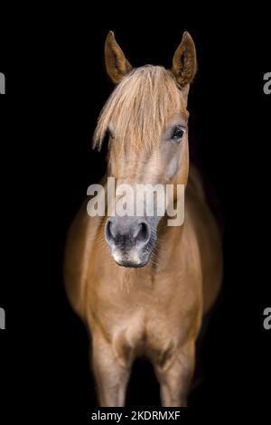 New-Forest-Pony-Haflinger-Cross Foto Stock