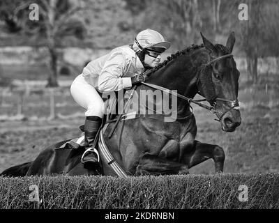 Fotografia di un cavallo che salta sugli ostacoli in un incontro Point to Point nella Clyde Valley, Lanarkshire, Scozia Foto Stock