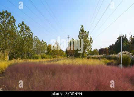 Tianjin Binhai Nuova zona Ottava Avenue - cento Giardino delle Erbe è pieno di autunno Foto Stock