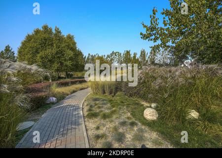 Tianjin Binhai Nuova zona Ottava Avenue - cento Giardino delle Erbe è pieno di autunno Foto Stock