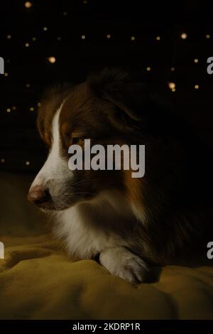 Festeggia il Natale e il Capodanno a casa tua. Foto scura piccole ombre molto chiare. Affascinante cane pastore australiano marrone si trova su coperta gialla sul letto a. Foto Stock