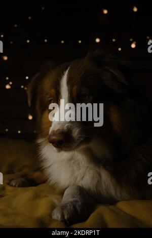 Festeggia il Natale e il Capodanno a casa tua. Foto scura piccole ombre molto chiare. Affascinante cane pastore australiano marrone si trova su coperta gialla sul letto a. Foto Stock