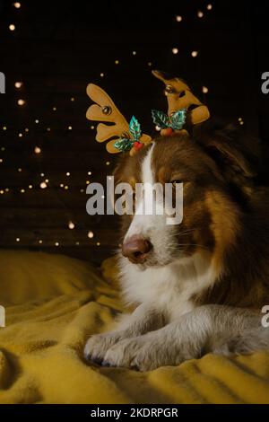 Affascinante cane pastore australiano marrone si trova sul letto con corna di renna sulla testa. La ghirlanda festosa splende sul muro. Festeggia il Natale a casa tua. Aussie Foto Stock