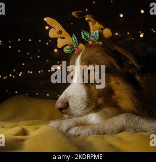 Affascinante cane pastore australiano marrone si trova sul letto con corna di renna sulla testa. La ghirlanda festosa splende sul muro. Festeggia il Natale a casa tua. Aussie Foto Stock