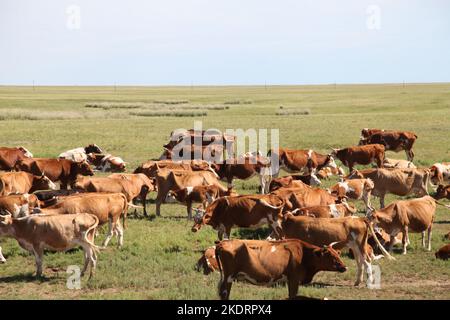 Il pascolo di Xilingol della Mongolia interna è pulito e buono stato di bestiame Foto Stock