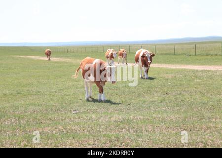 Il pascolo di Xilingol della Mongolia interna è pulito e buono stato di bestiame Foto Stock