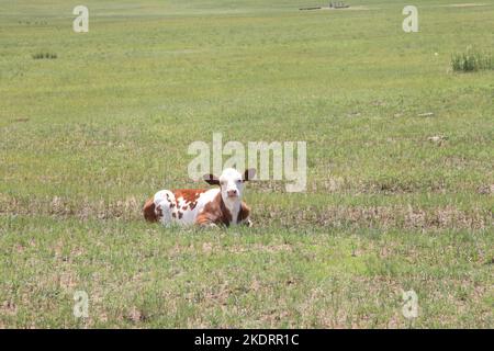 Il pascolo di Xilingol della Mongolia interna è pulito e buono stato di bestiame Foto Stock