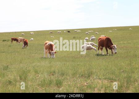 Il pascolo di Xilingol della Mongolia interna è pulito e buono stato di bestiame Foto Stock