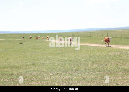 Il pascolo di Xilingol della Mongolia interna è pulito e buono stato di bestiame Foto Stock