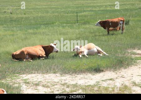 Il pascolo di Xilingol della Mongolia interna è pulito e buono stato di bestiame Foto Stock