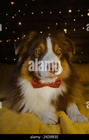 Festeggia il Natale a casa tua. Cane australiano. Concetto di animali domestici come persone. Affascinante pastore marrone australiano in cravatta rossa si trova su coperta gialla e fa Foto Stock