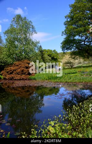 Acero giapponese 'Acer palmatum' albero riflesso nel lago a RHS Garden Rosemoor, Torrington, Devon, Inghilterra, Regno Unito. Foto Stock