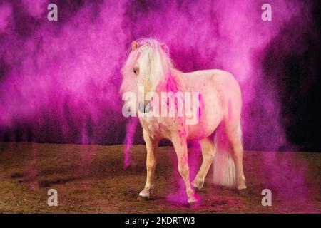 Pony di Shetland con polvere di holi Foto Stock