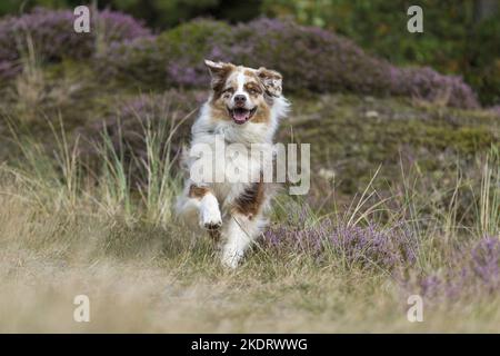 Esecuzione di pastore australiano Foto Stock