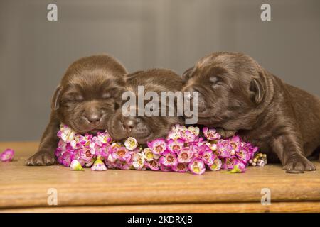 Cuccioli di Labrador Retriever addormentati Foto Stock