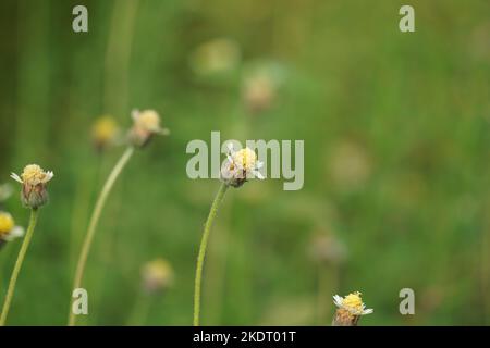 Bidens pilosa (chiamato anche ketul kebo, ketul sapi, jaringan, caringan, lani thuwa, lancing thuwa) con uno sfondo naturale Foto Stock