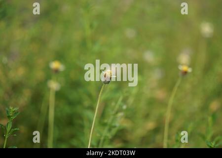 Bidens pilosa (chiamato anche ketul kebo, ketul sapi, jaringan, caringan, lani thuwa, lancing thuwa) con uno sfondo naturale Foto Stock