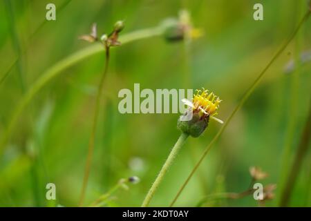 Bidens pilosa (chiamato anche ketul kebo, ketul sapi, jaringan, caringan, lani thuwa, lancing thuwa) con uno sfondo naturale Foto Stock