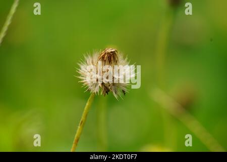 Bidens pilosa (chiamato anche ketul kebo, ketul sapi, jaringan, caringan, lani thuwa, lancing thuwa) con uno sfondo naturale Foto Stock