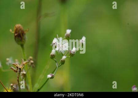 Bidens pilosa (chiamato anche ketul kebo, ketul sapi, jaringan, caringan, lani thuwa, lancing thuwa) con uno sfondo naturale Foto Stock