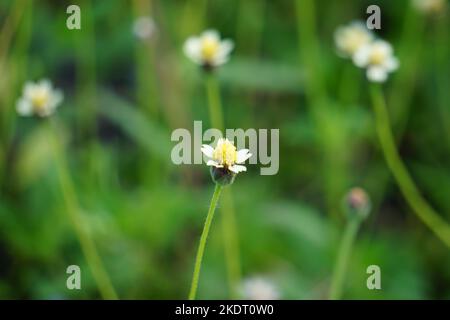 Bidens pilosa (chiamato anche ketul kebo, ketul sapi, jaringan, caringan, lani thuwa, lancing thuwa) con uno sfondo naturale Foto Stock