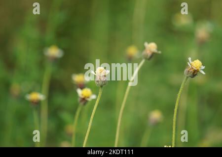 Bidens pilosa (chiamato anche ketul kebo, ketul sapi, jaringan, caringan, lani thuwa, lancing thuwa) con uno sfondo naturale Foto Stock