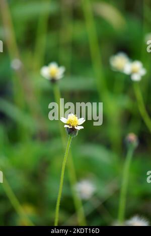 Bidens pilosa (chiamato anche ketul kebo, ketul sapi, jaringan, caringan, lani thuwa, lancing thuwa) con uno sfondo naturale Foto Stock