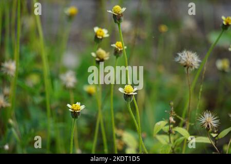 Bidens pilosa (chiamato anche ketul kebo, ketul sapi, jaringan, caringan, lani thuwa, lancing thuwa) con uno sfondo naturale Foto Stock