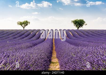 Vista panoramica del campo di lavanda e due alberi di mandorle in Provenza sud della Francia contro il suggestivo cielo estivo Foto Stock